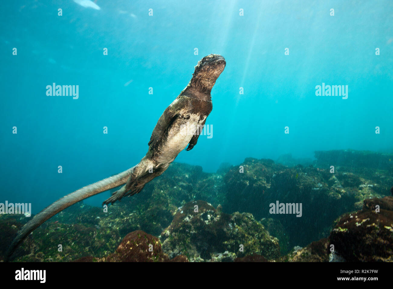 Marine Iguana feeding at Sea, Amblyrhynchus cristatus, Cabo Douglas, Fernandina Island, Galapagos, Ecuador Stock Photo