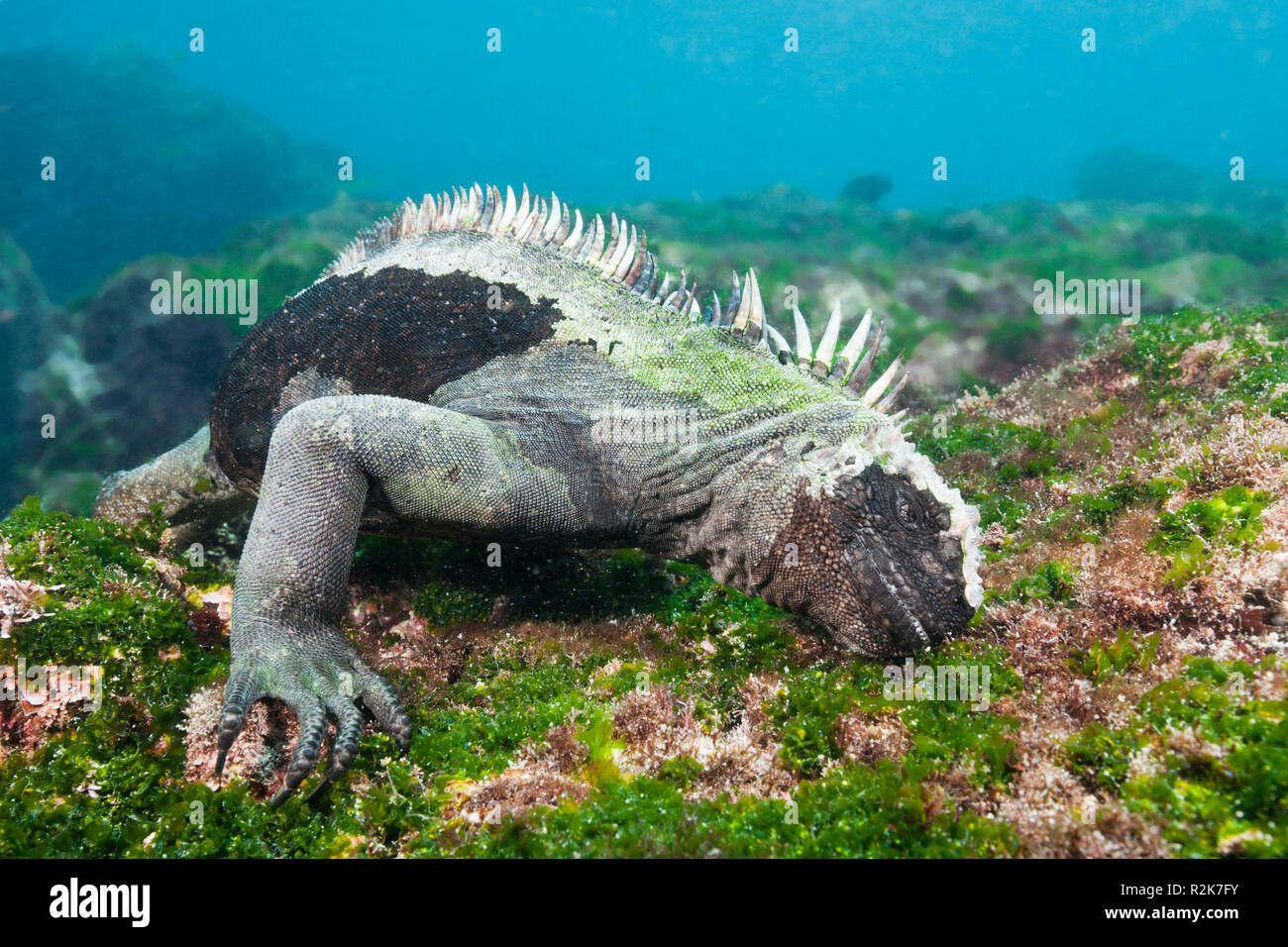 Marine Iguana feeding at Sea, Amblyrhynchus cristatus, Cabo Douglas, Fernandina Island, Galapagos, Ecuador Stock Photo