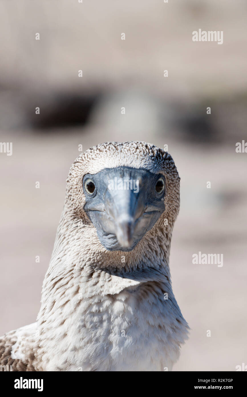 Blue-footed Booby, Sula nebouxii, North Seymour, Galapagos, Ecuador Stock Photo