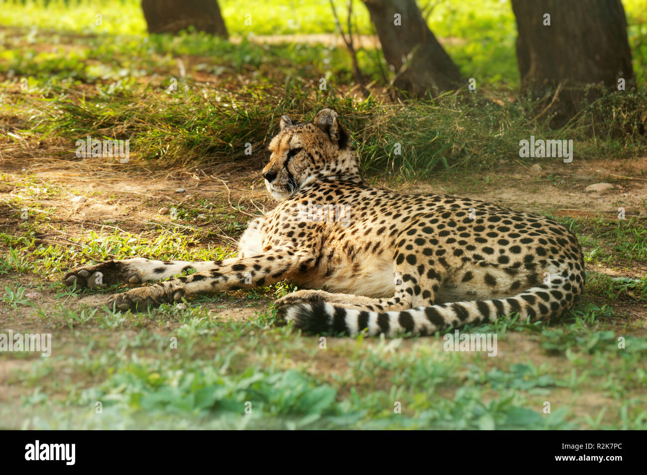 Gepard resting in the national park. Acinonyx jubatus. Stock Photo