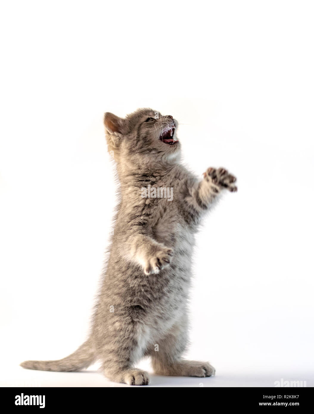 Cute gray kitten standing on his two legs isolated on white Stock Photo -  Alamy