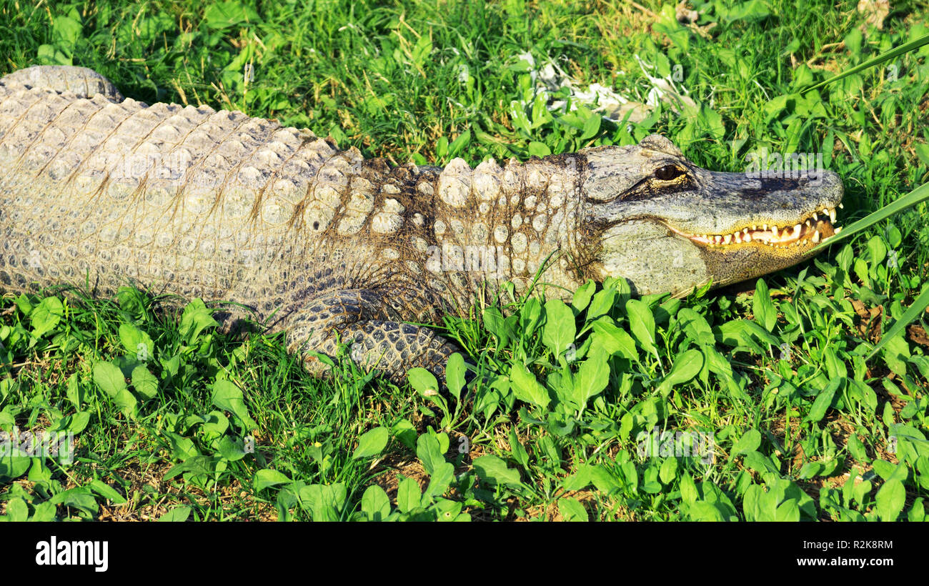 Alligator crocodile mouth close up hi-res stock photography and images ...