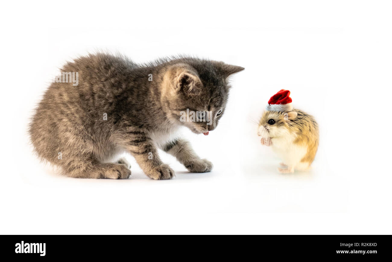 Roborovski hamster with santa hat isolated on white background, hands folded. Stock Photo