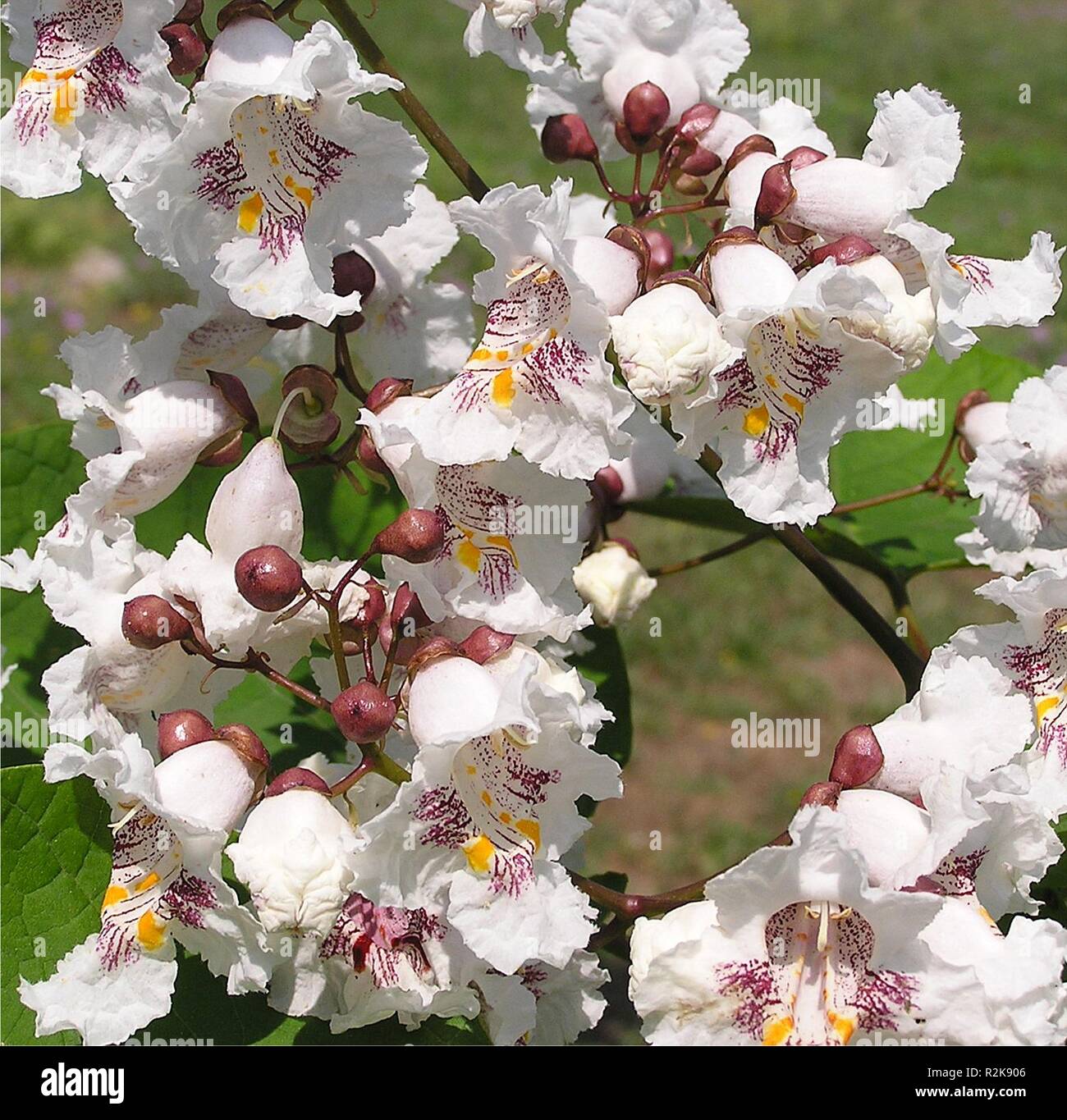 trumpets ........ catalpa bignonioides Stock Photo