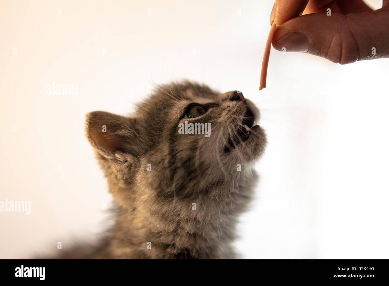 Cute gray cat eating meat from his master hand. Close up, portrait