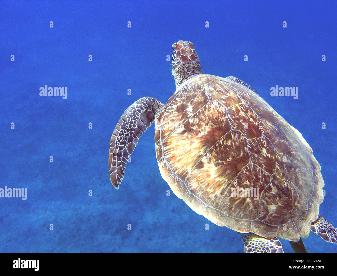 green sea turtle Stock Photo