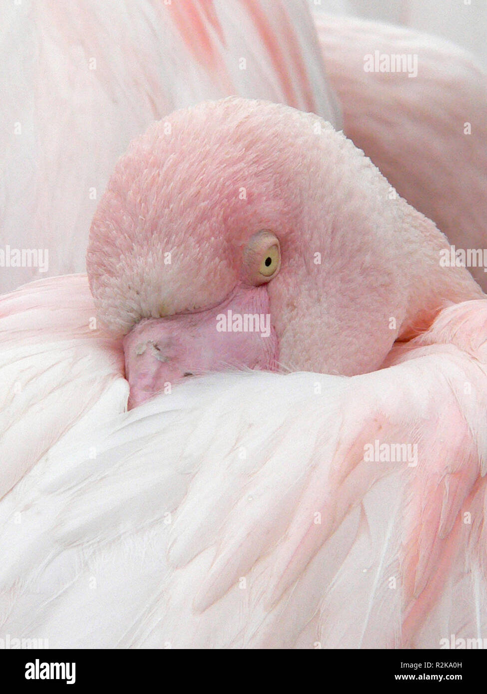 pink flamingo Stock Photo