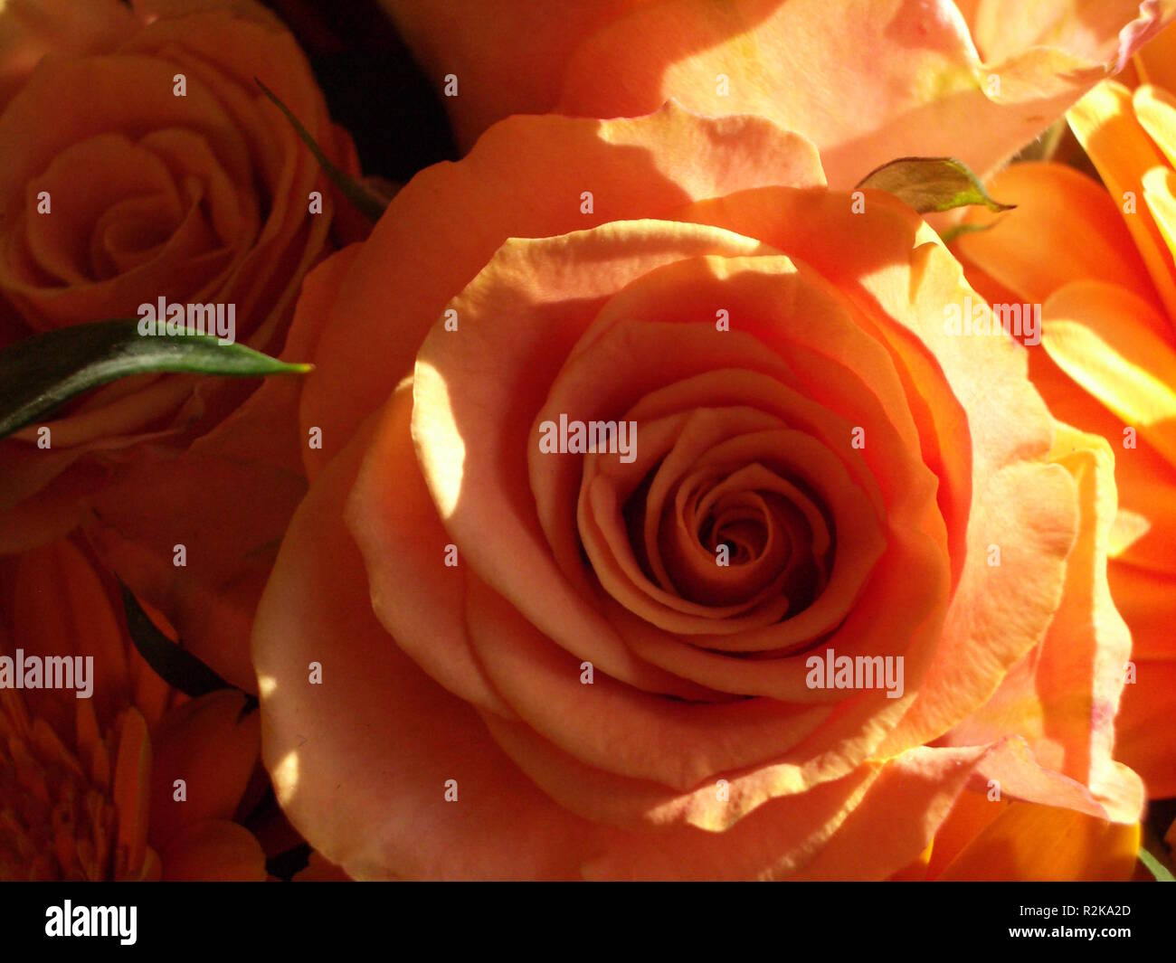 Gorgeous yellow rose hi-res stock photography and images - Alamy