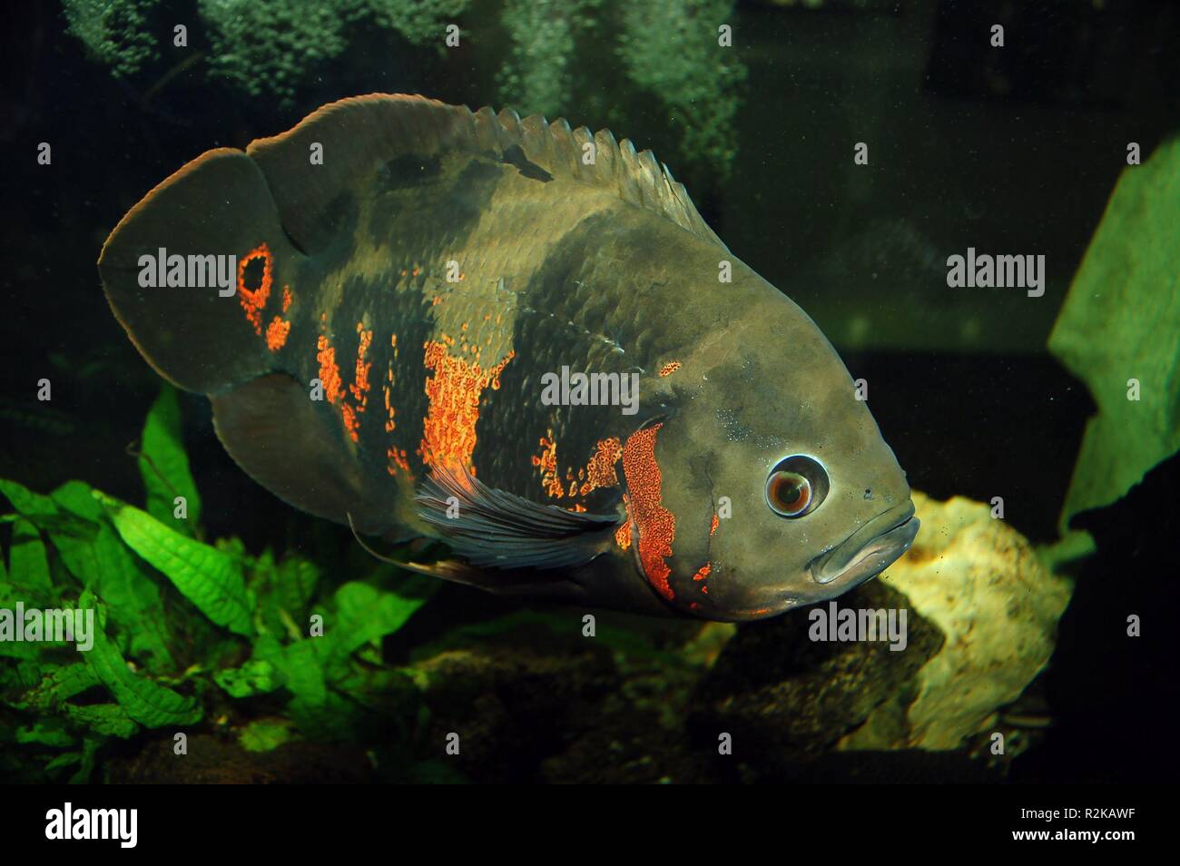 the peacock cichlid (astronotus ocellatus),also known as red oskar,is a freshwater ornamental fish of the cichlidae family. he comes from rivers of the amazon basin in south america. Stock Photo