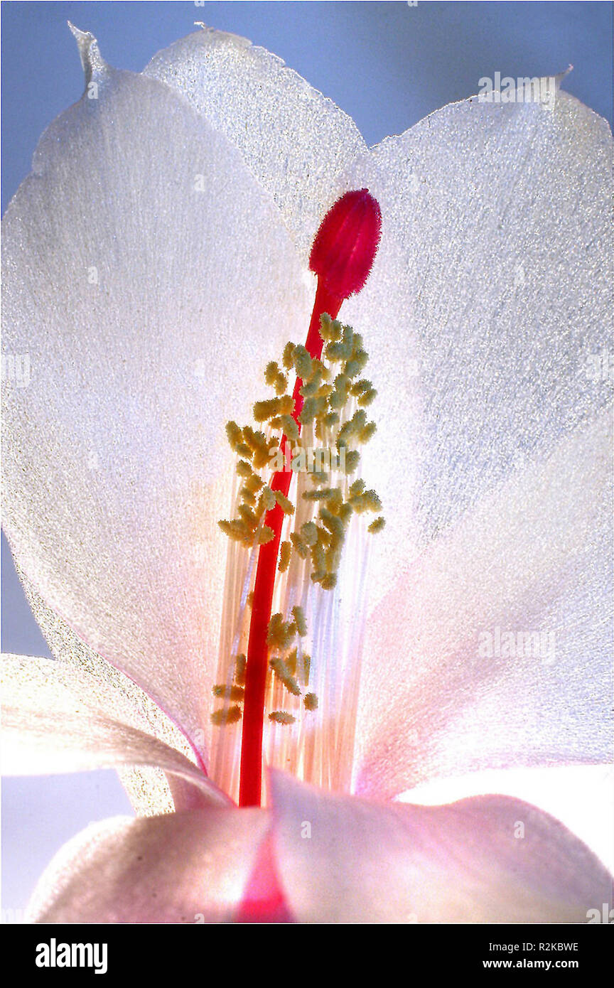 delicate and fragile Stock Photo Alamy