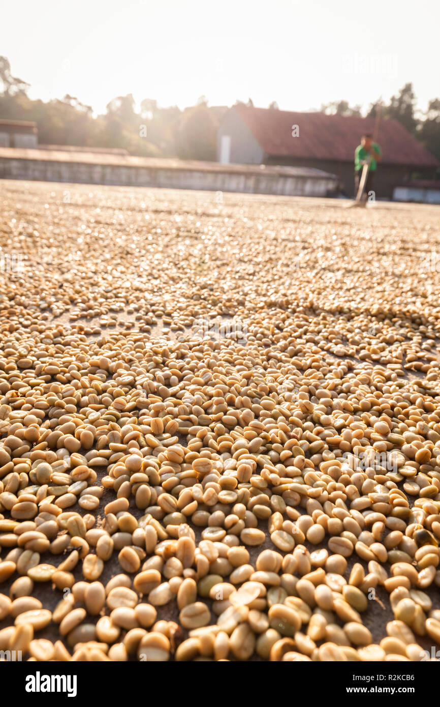 A worker makes rows of coffee beans during the drying process at Finca Hamburgo coffee plantation near Tapachula, Chiapas, Mexico. Stock Photo