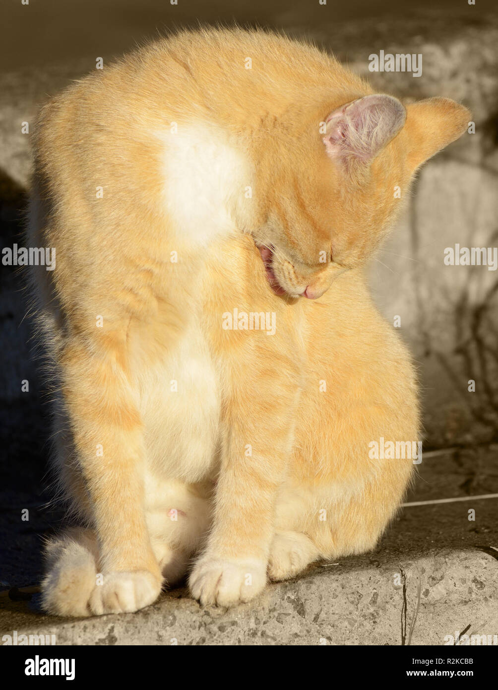 Cat washes in the sun.Tongue licks its fur. Stock Photo