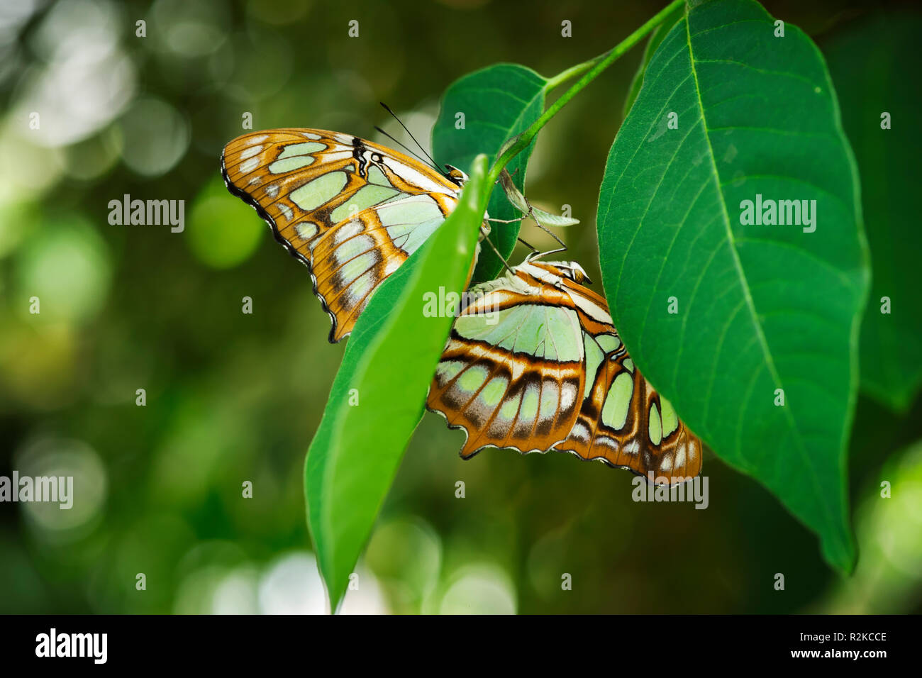 Full-body side view of two touching malachite butterflies (lat .: Siproeta stelenes) sitting opposite each other with folded wings (underside) against Stock Photo