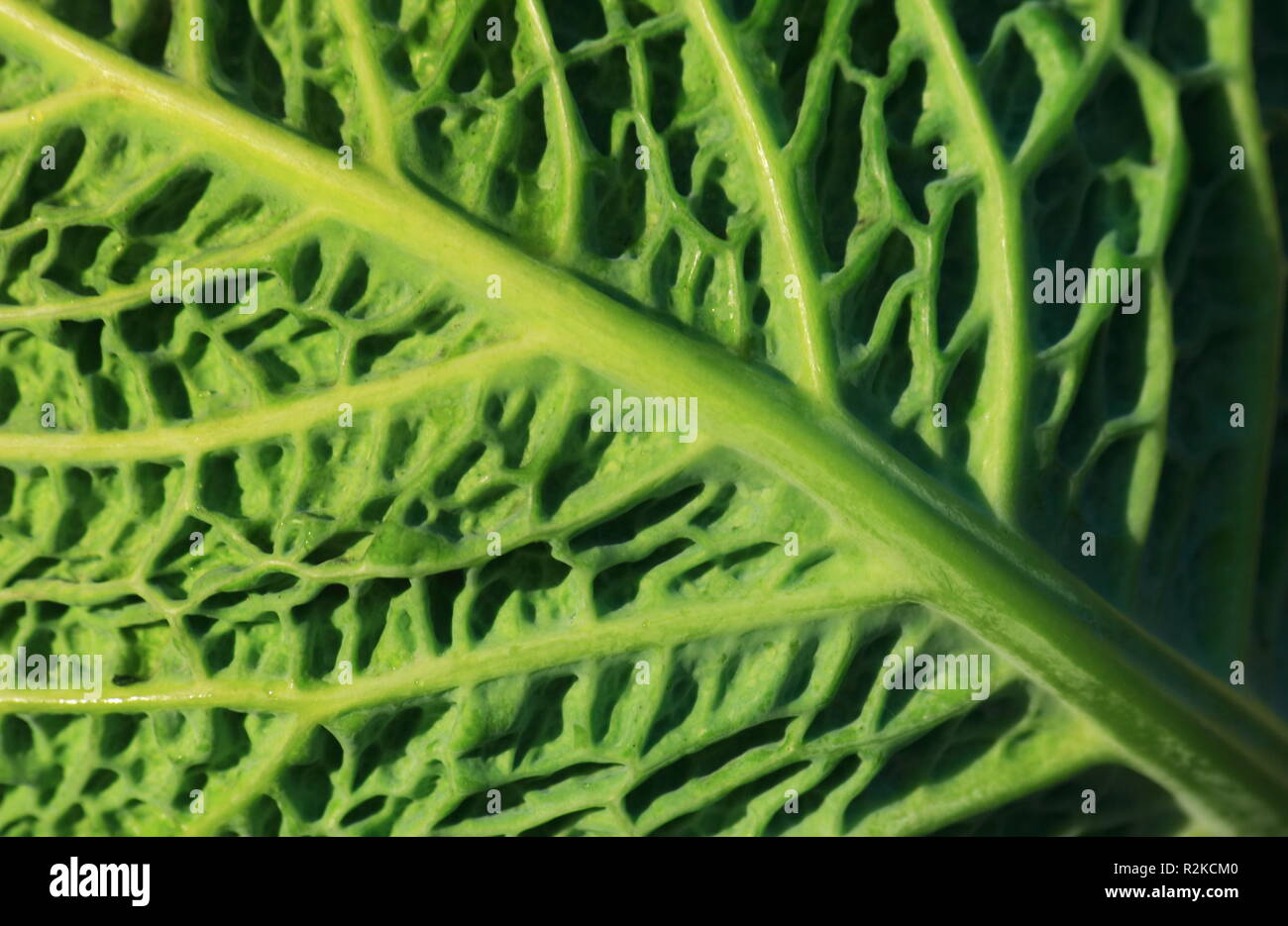 savoy cabbage leaf Stock Photo Alamy