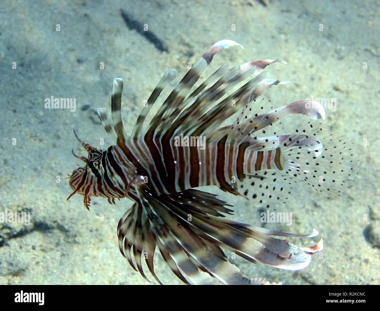 lionfish Stock Photo