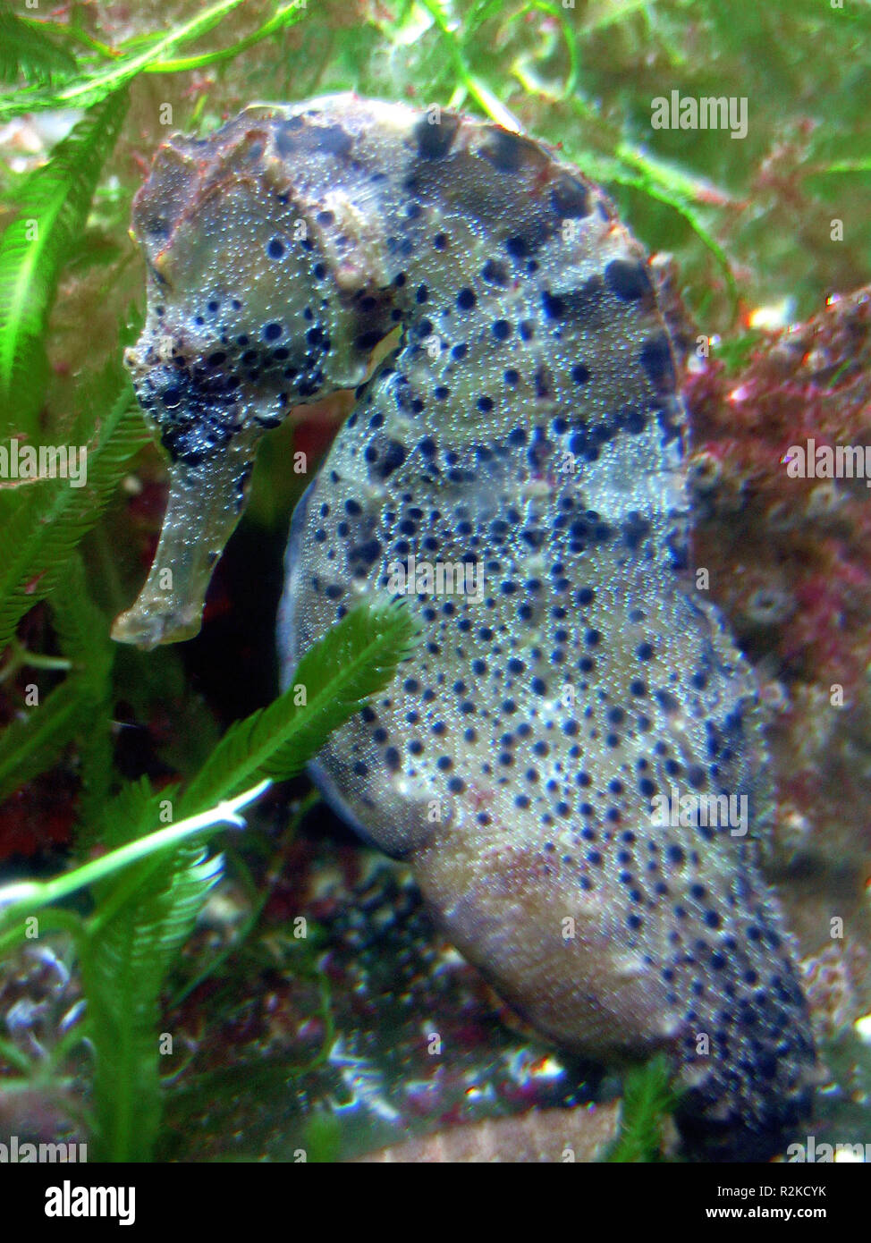 langschnÃ¤utziges seahorse (h. reidi) Stock Photo