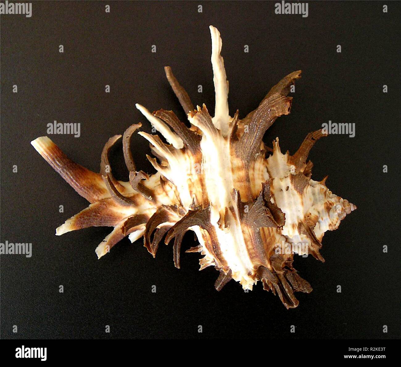 Murex sea snail hires stock photography and images Alamy