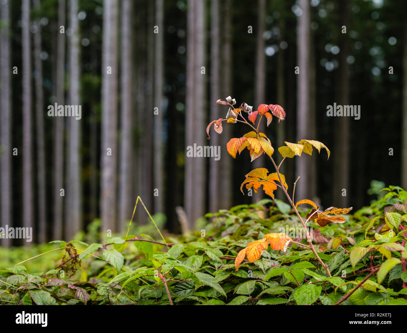 Autumn forest at Etzel Pass in canton Schwyz Stock Photo