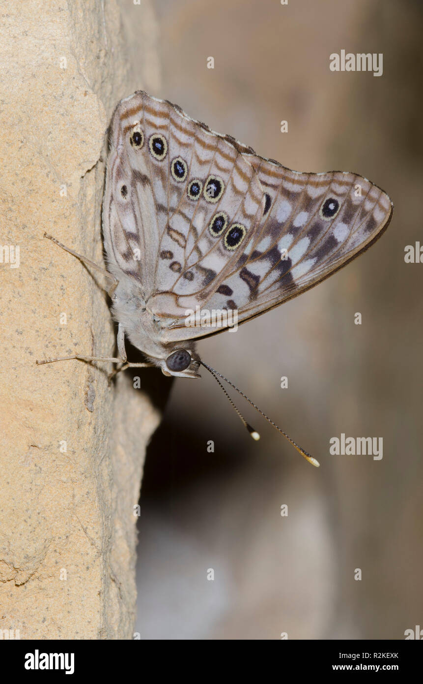 Hackberry Emperor, Asterocampa celtis, perched on side of house Stock Photo
