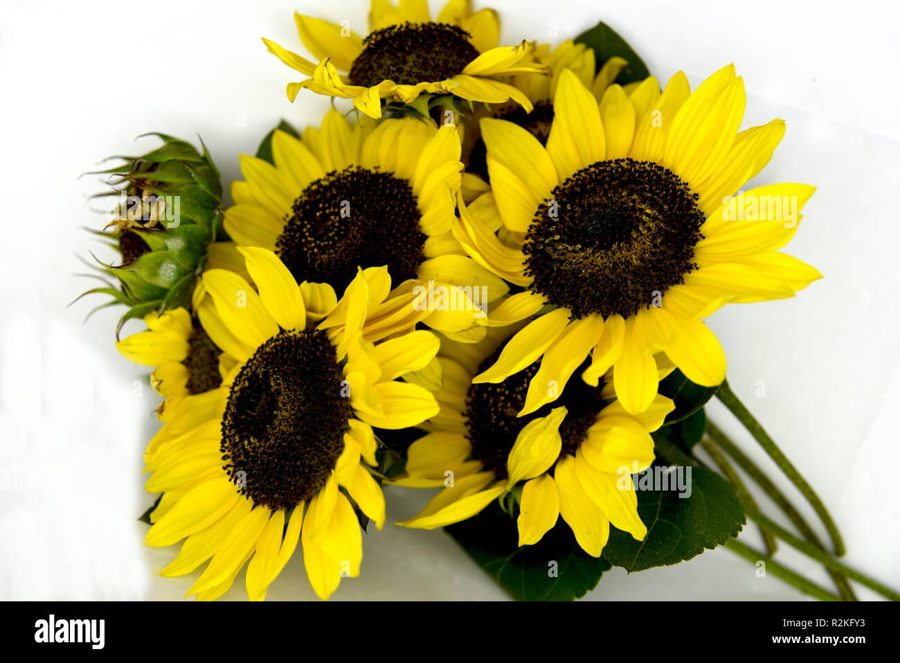 bright bouquet of sunflowers on white background Stock Photo - Alamy