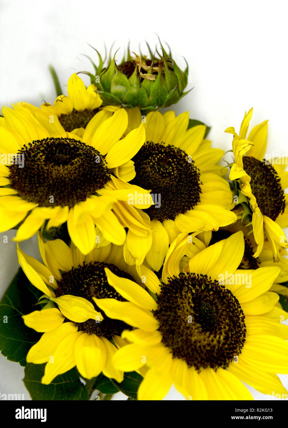 bright bouquet of sunflowers on white background Stock Photo - Alamy