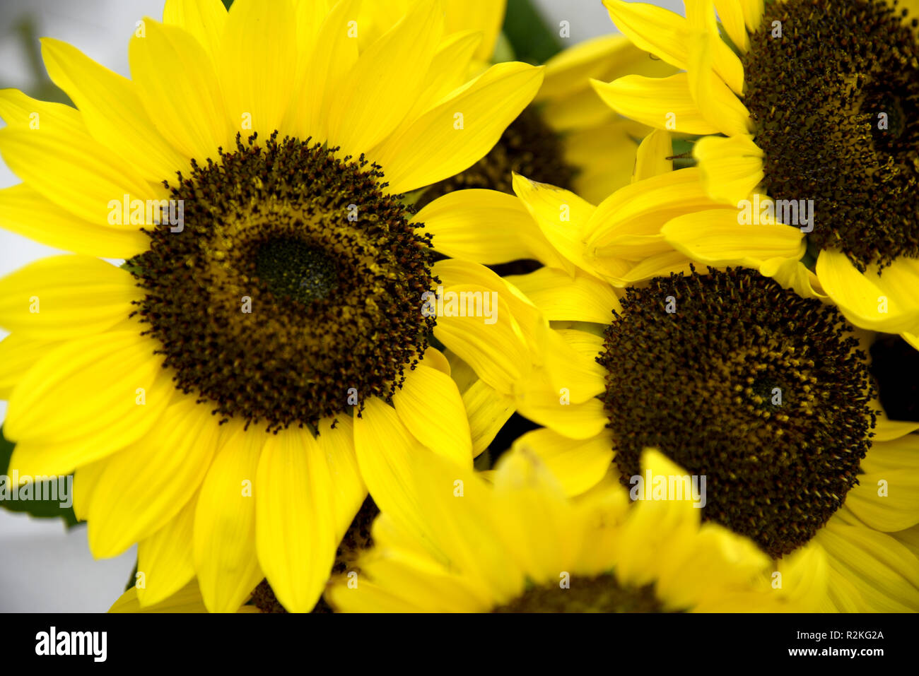 bright bouquet of sunflowers on white background Stock Photo - Alamy