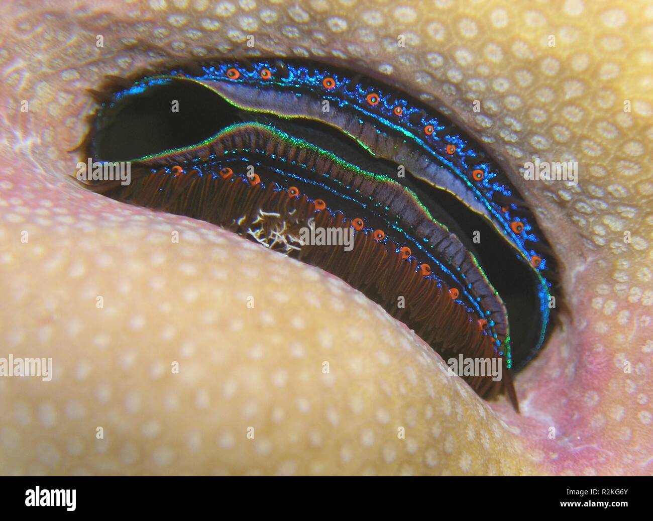 Scallop underwater shell hi-res stock photography and images - Alamy