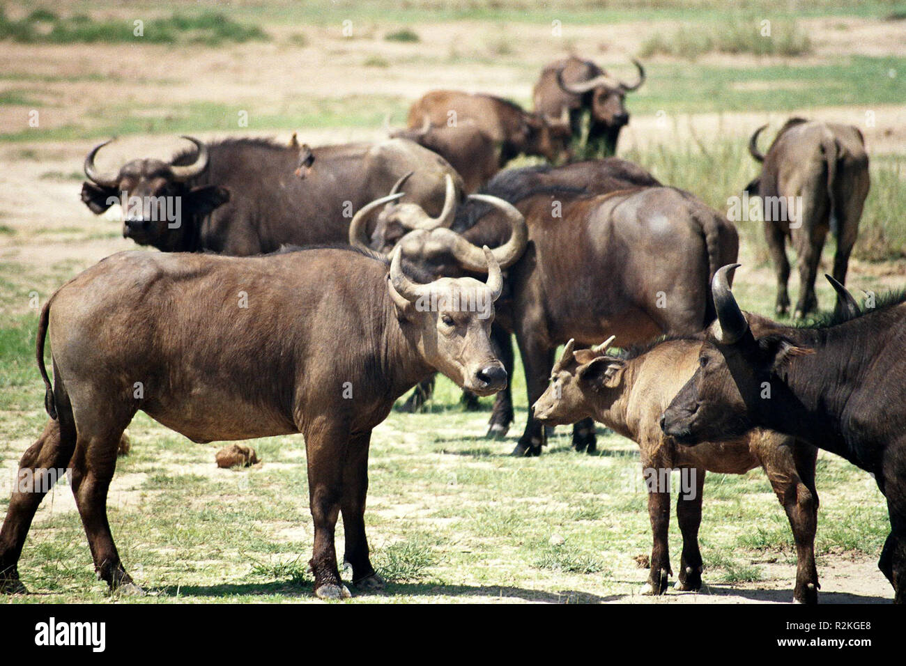 water buffalo Stock Photo