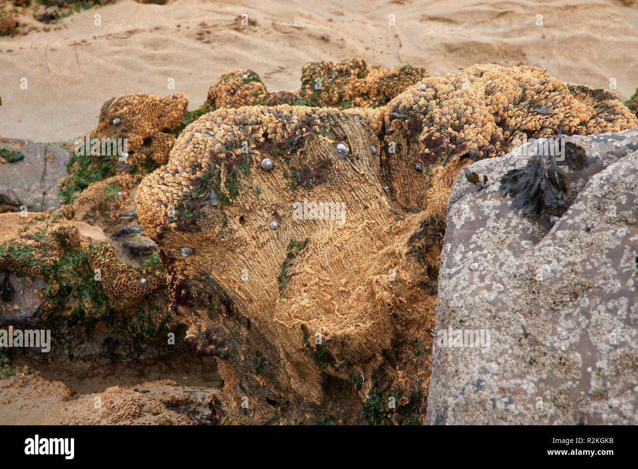 Honeycomb worms (Sabellaria alveolata)  on rocks exposed at low tide at  Duckpool Bay. Near Bude, North Cornwall Stock Photo