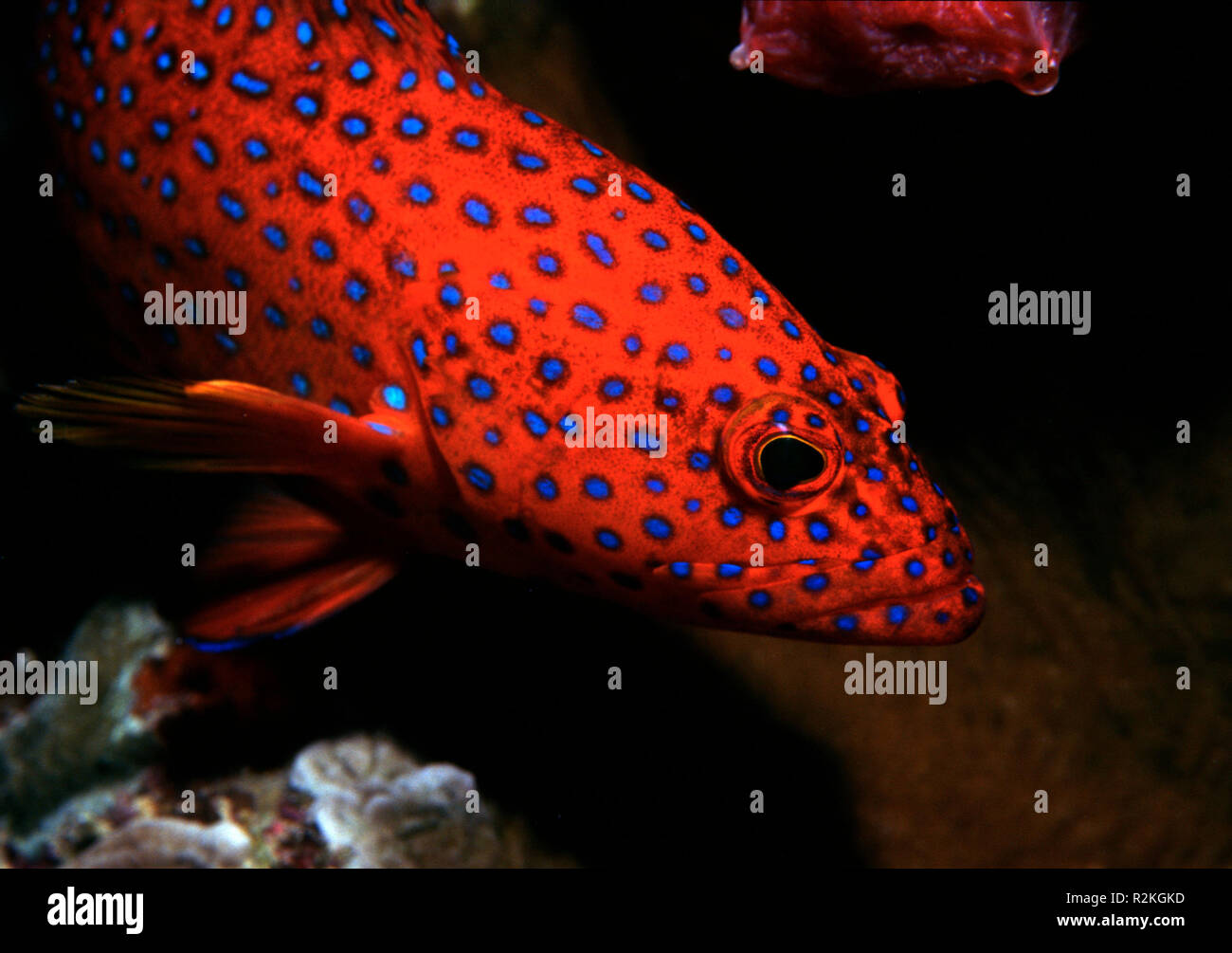 coral grouper Stock Photo