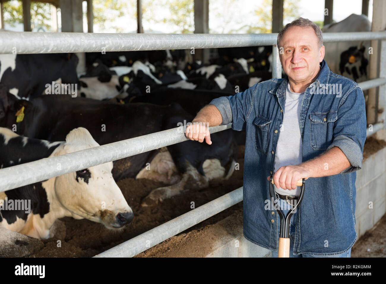 Portrait of man who is standing near cows at the farm Stock Photo - Alamy