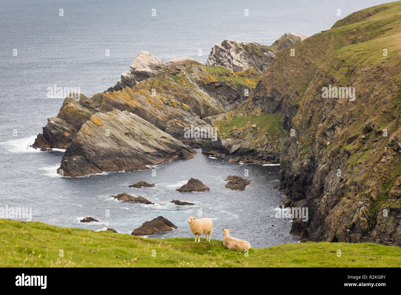 Landscape in Hermaness, Unst, Shetland Islands, UK Stock Photo - Alamy