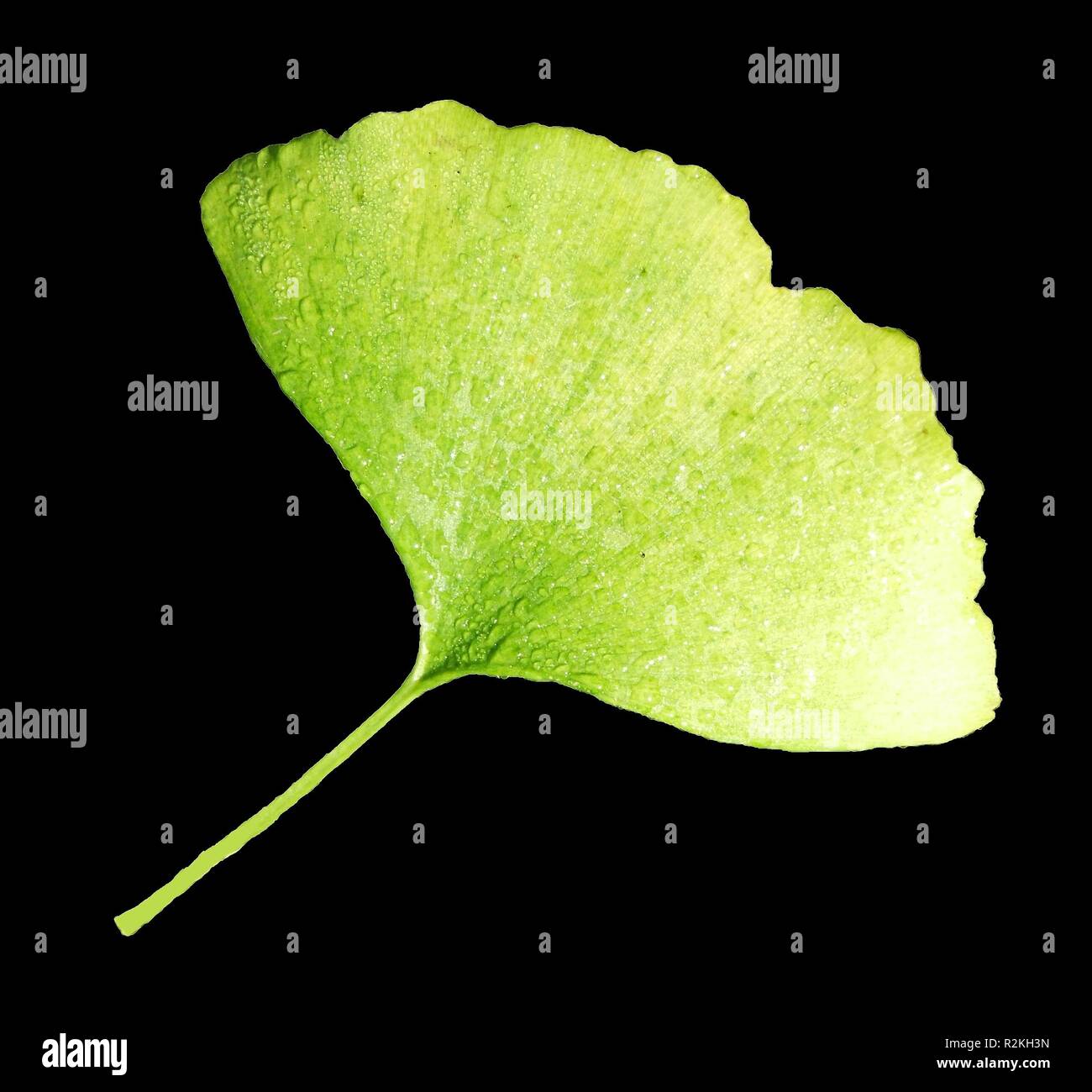ginkgo leaf Stock Photo