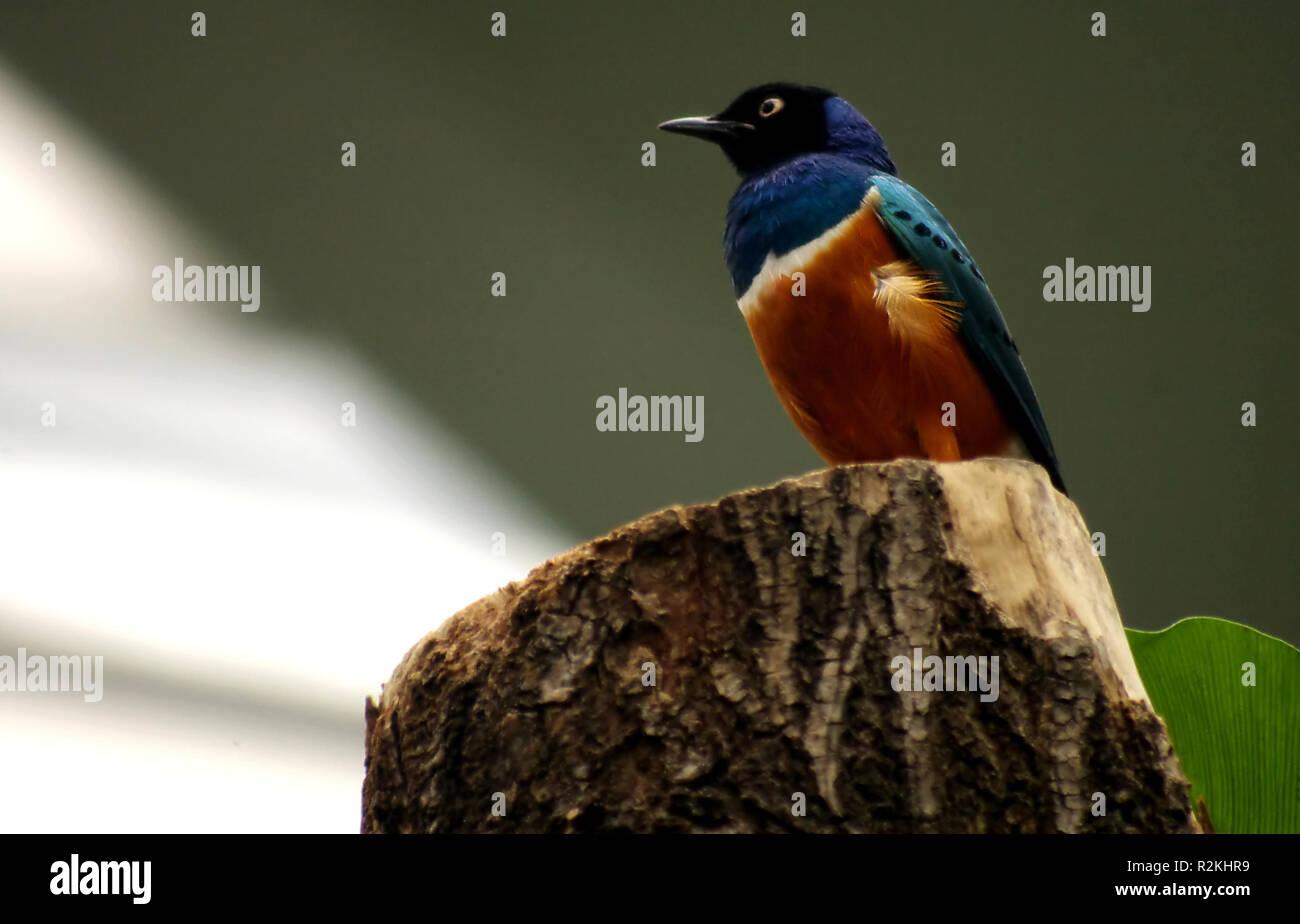 superb starling Stock Photo