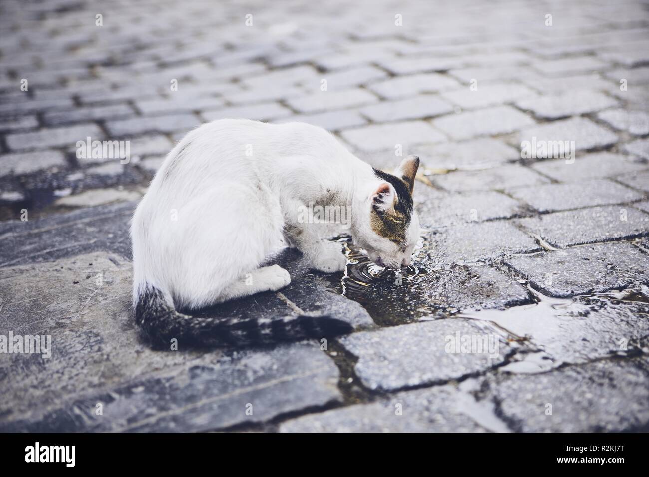 Abandoned cat drinking water from puddle on city street. Stock Photo