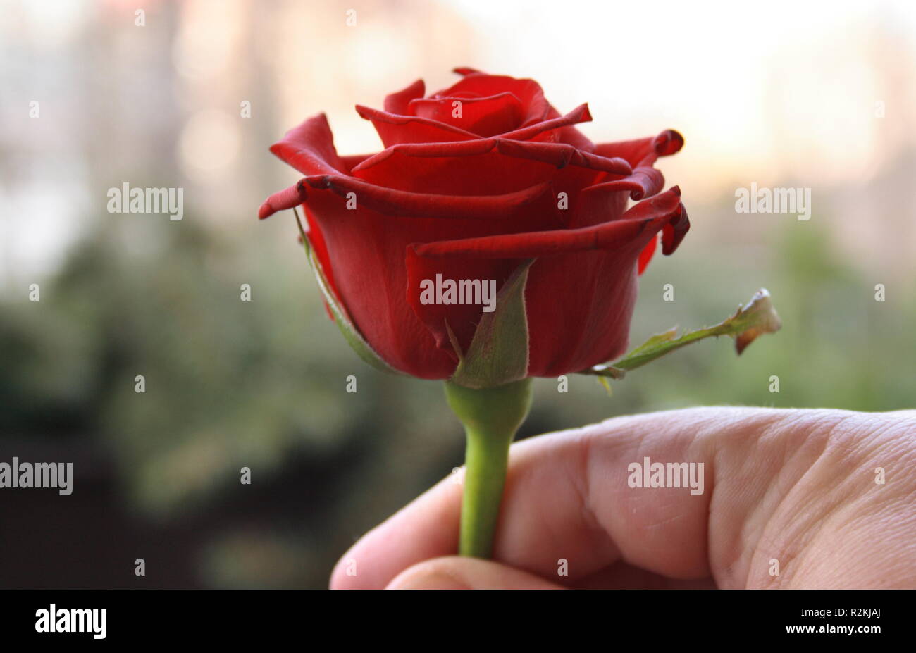 Cavalier of the rose hi-res stock photography and images - Alamy