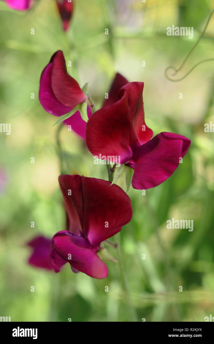 Lathyrus odoratus 'Jack Ellis' a modern grandiflora sweet pea flowering