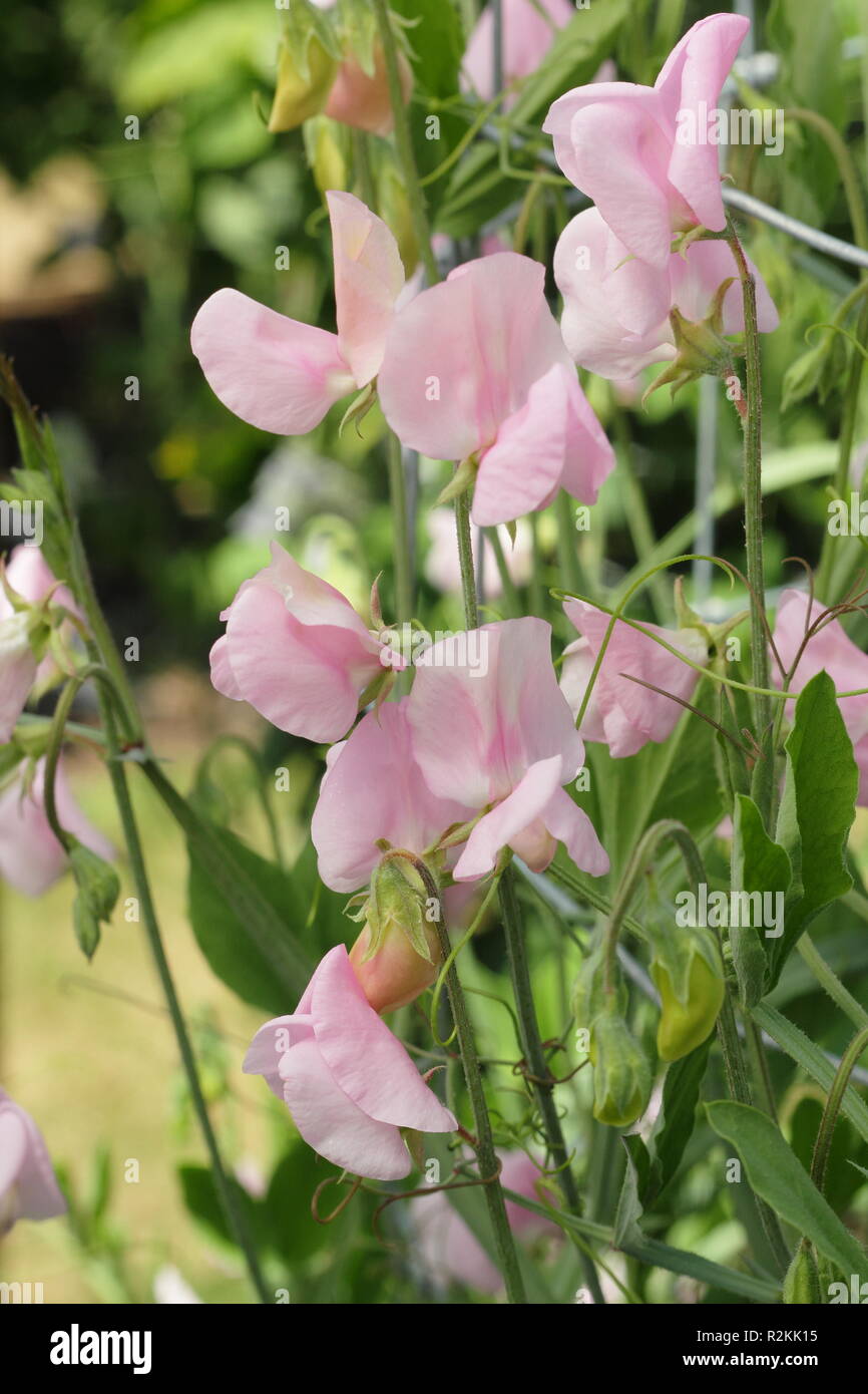 Lathyrus odoratus. Sweet pea 'Prima Donna', an old fashioned sweet pea from which Spencer varieties are derived, UK Stock Photo