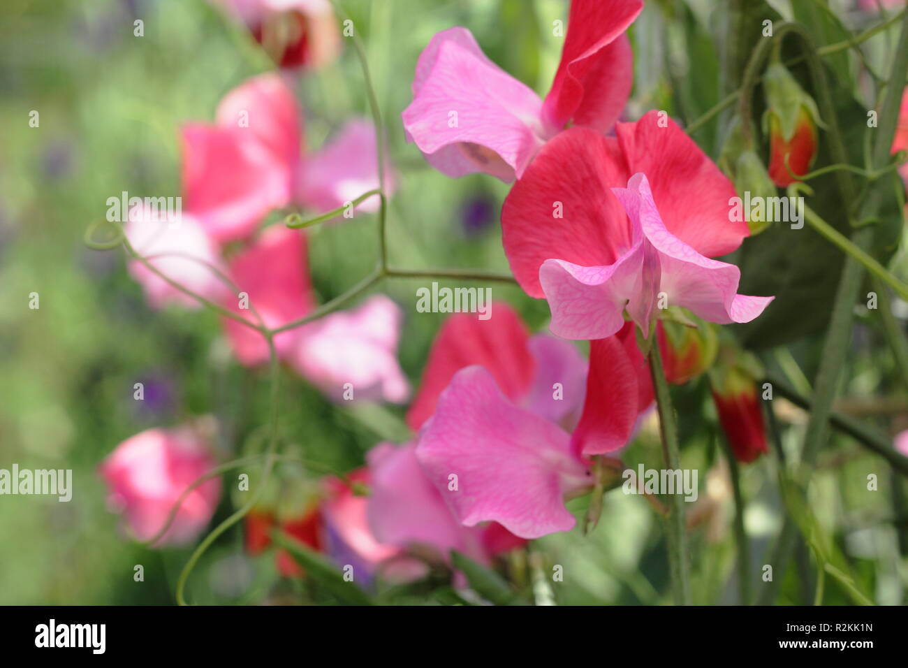 Lathyrus odoratus 'Duo Salmon' sweet pea flowers, UK Stock Photo