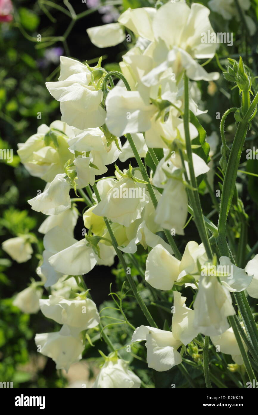 Lathyrus odoratus. Sweet pea 'Hunters Moon', a highly scented Spencer variety flowering in an English garden, UK Stock Photo