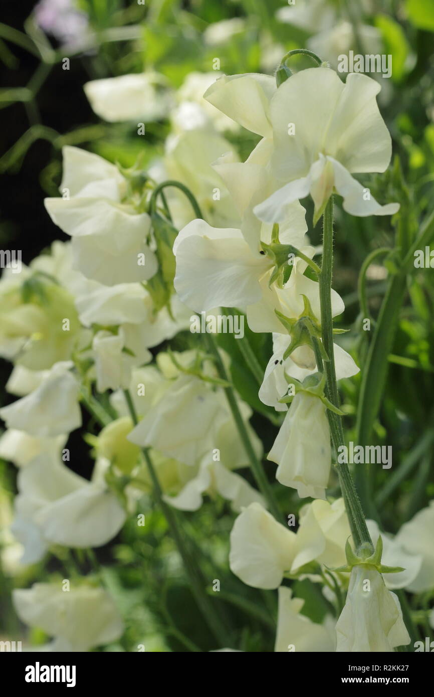 Lathyrus odoratus. Sweet pea 'Hunters Moon', a highly scented Spencer variety flowering in an English garden, UK Stock Photo