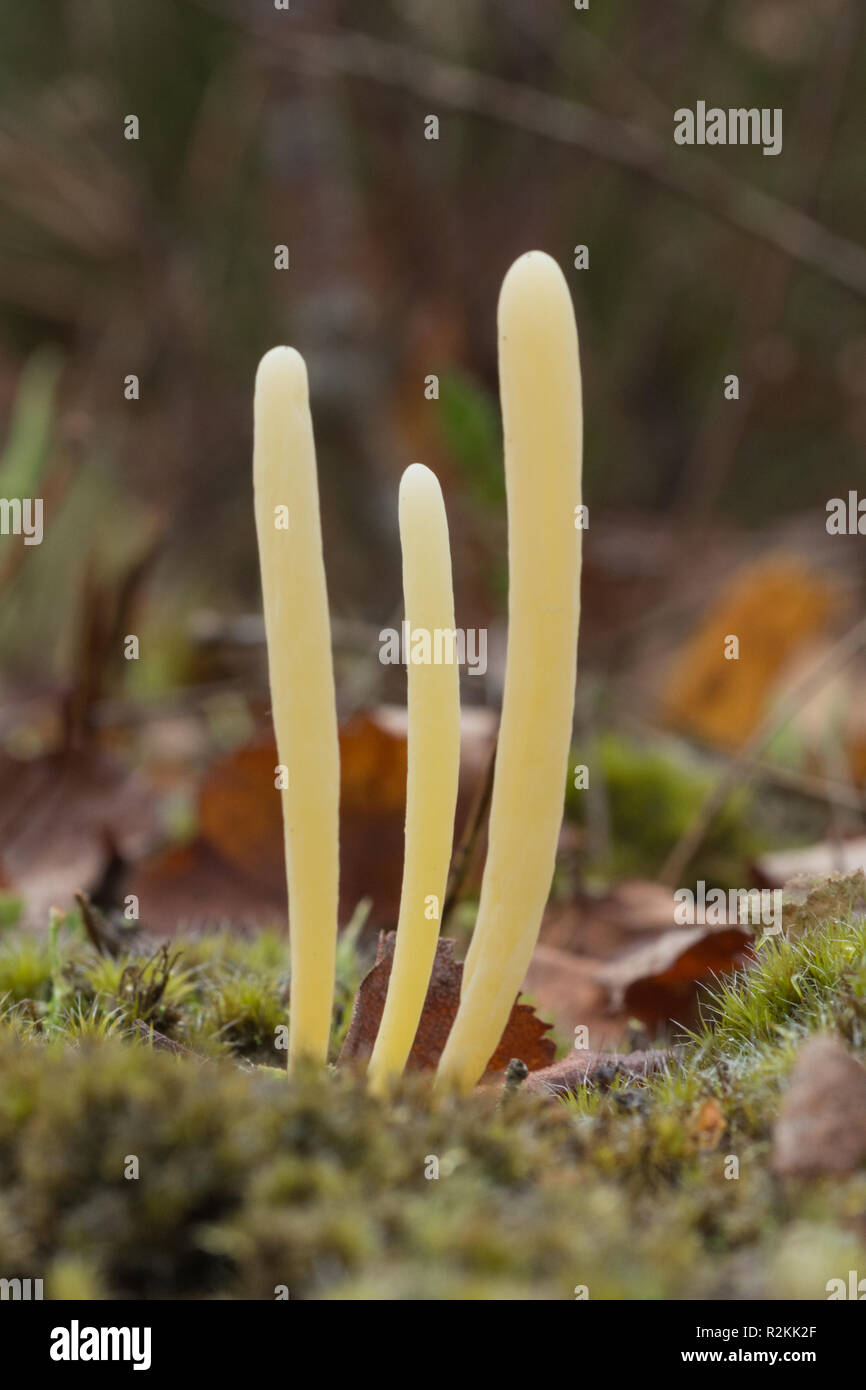 Moor club fungus (Clavaria argillacea) growing on heathland in Surrey, UK Stock Photo