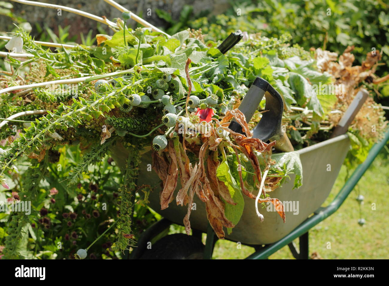 A wheelbarrow filled with spent plants and flowers in an English garden in simmer,UK Stock Photo