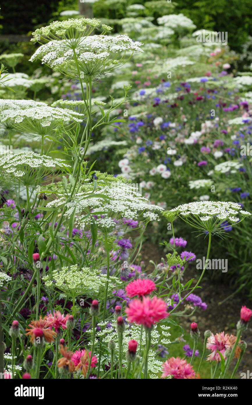 Ammi majus and centaurea cyanus. Queen Anne's Lace and blue cornflowers in the summer border of an English cutting garden, UK Stock Photo