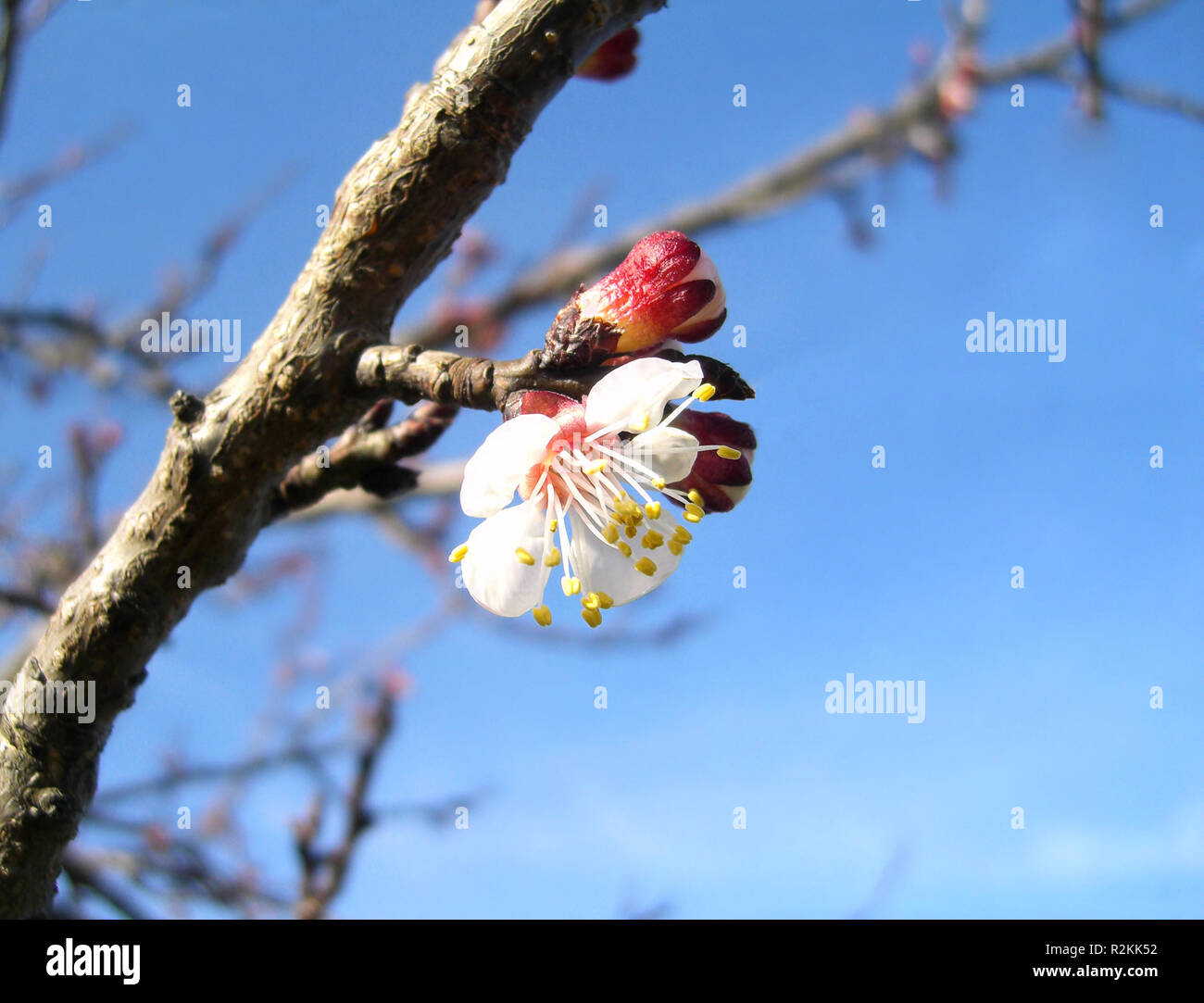 apricot blossom (prunus armeniaca) Stock Photo