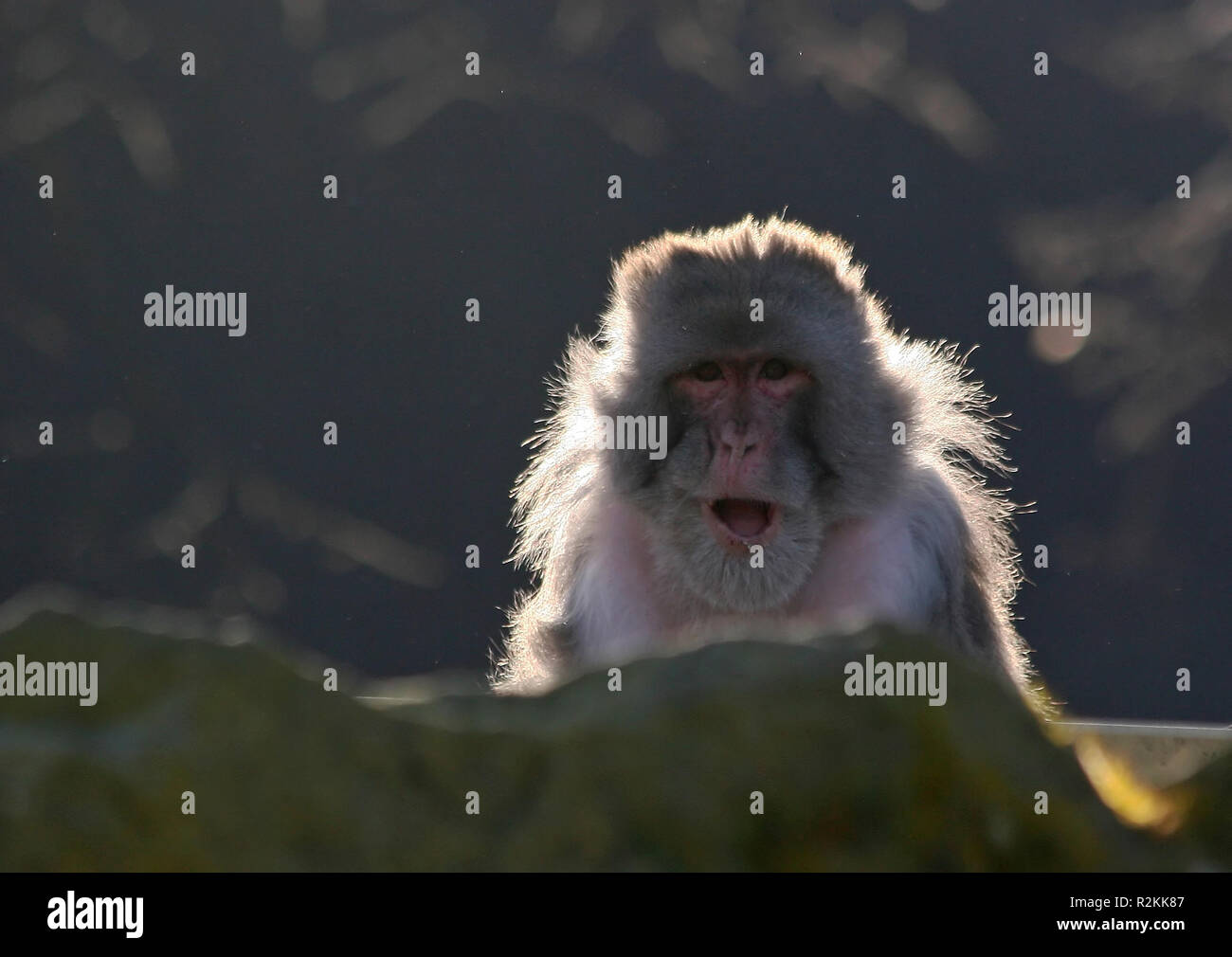 The monkey of cam hi-res stock photography and images - Alamy