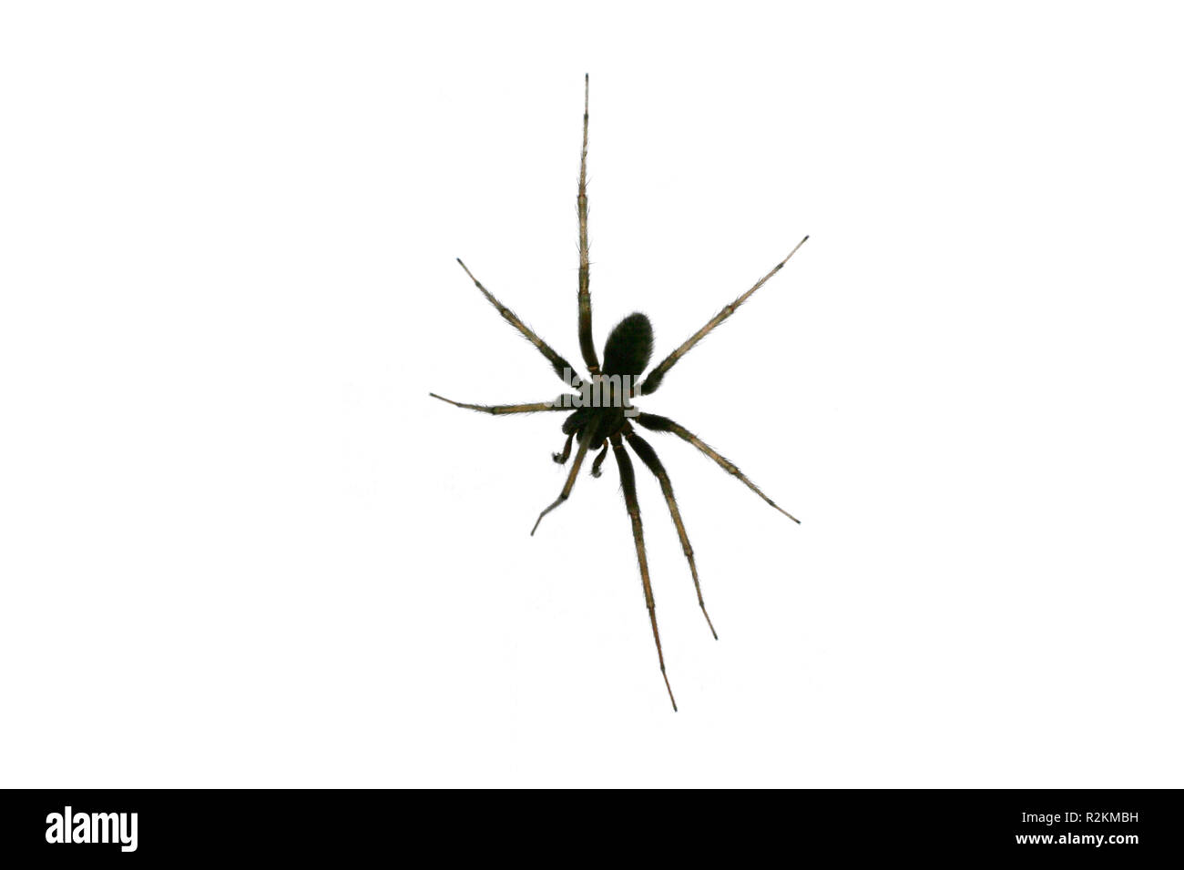 black spider Stock Photo
