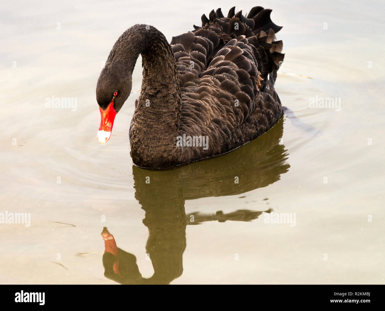 A Black Swan Usually Seen in Australia Swimming on Lake Windermere near  Bowness Lake District National Park Cumbria England United Kingdom UK Stock  Photo - Alamy
