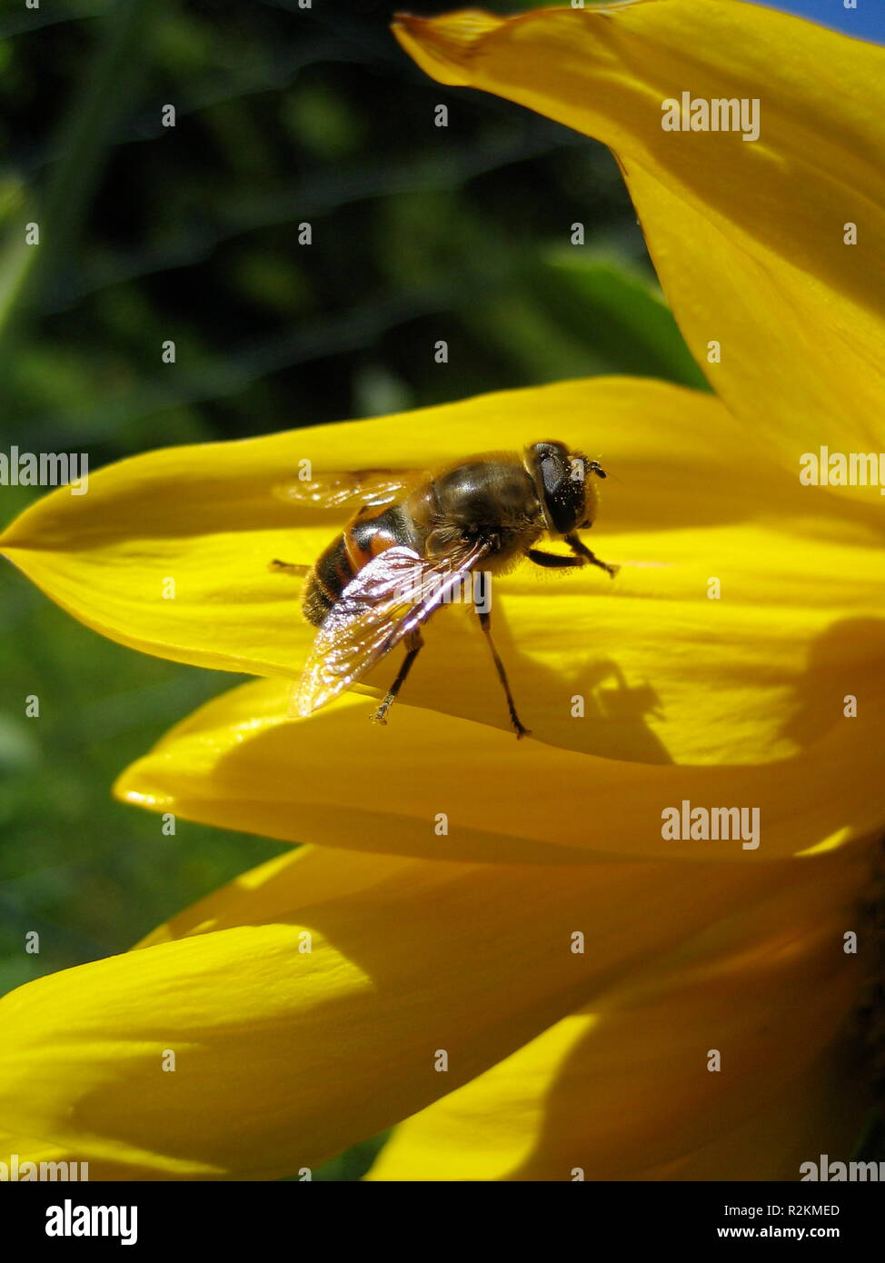 Small Bee hardworking little bee Stock Photo - Alamy