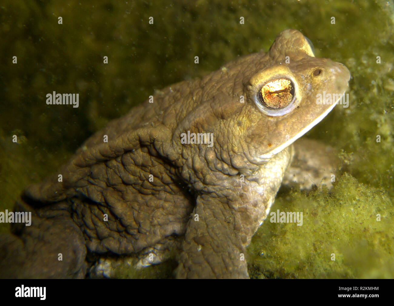Common toad garden pond hi-res stock photography and images - Alamy